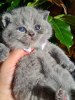 Zusätzliche Fotos: Atemberaubende britische Kurzhaar Champion Bloodline Kittens