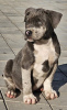 Foto №3. American Bully XL. Serbien