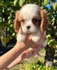 Foto №3. Cavalier King Charles Spaniel. Serbien