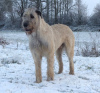 Foto №3. Offene Reservierung für Irish Wolfhound-Welpen/Schönheit und Leistung. Frankreich