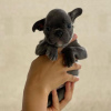 Foto №2 zu Ankündigung № 75755 zu verkaufen französische bulldogge - einkaufen Litauen quotient 	ankündigung, züchter