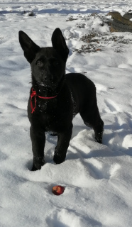 Foto №1. deutscher schäferhund - zum Verkauf in der Stadt Tscheljabinsk | 355€ | Ankündigung № 3822