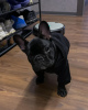 Foto №4. Ich werde verkaufen französische bulldogge in der Stadt Bremen. quotient 	ankündigung - preis - 265€