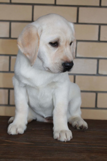 Foto №2 zu Ankündigung № 3897 zu verkaufen labrador retriever - einkaufen Russische Föderation vom kindergarten, züchter