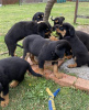 Foto №1. rottweiler - zum Verkauf in der Stadt Неймеген | 480€ | Ankündigung № 116182