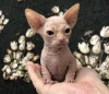 Foto №1. sphynx cat - zum Verkauf in der Stadt New York | 284€ | Ankündigung № 87611
