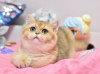 Zusätzliche Fotos: Wunderschönes britisches Kurzhaar-Kätzchen in goldener Chinchilla-Farbe ny 11