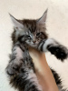 Zusätzliche Fotos: Die Cattery Maine Coon bietet ein reinrassiges Kätzchen an.