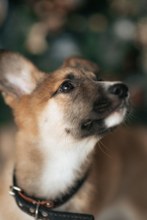Foto №1. mischlingshund - zum Verkauf in der Stadt Tscherepowez | Frei | Ankündigung № 4468