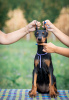 Foto №3. Doberman puppies for sale. Serbien