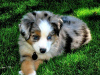 Foto №1. australian shepherd - zum Verkauf in der Stadt Carson | 473€ | Ankündigung № 125526