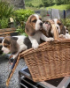 Foto №4. Ich werde verkaufen beagle in der Stadt Vilnius. quotient 	ankündigung - preis - 350€