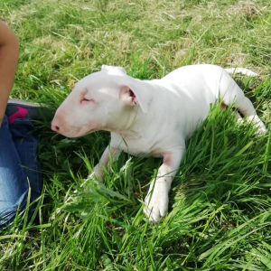 Foto №1. bullterrier - zum Verkauf in der Stadt Vitebsk | 440€ | Ankündigung № 6896