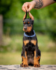 Foto №3. Dobermann-Welpen. Serbien