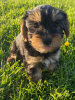 Foto №3. Teacup Yorkshire Terrier Welpe zur kostenlosen Adoption. Deutschland