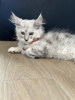 Foto №3. Palm Riviera Cattery Elite Maine Coon Kätzchen mit Reisepass, Gentests und. Monaco