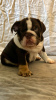 Foto №1. englische bulldogge - zum Verkauf in der Stadt Kassel | 350€ | Ankündigung № 110982