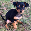 Foto №2 zu Ankündigung № 126298 zu verkaufen zwergpinscher - einkaufen USA quotient 	ankündigung