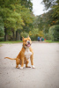 Foto №3. Staffordshire Terrier Welpen. Russische Föderation