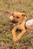 Foto №1. mischlingshund - zum Verkauf in der Stadt Sotschi | Frei | Ankündigung № 9971