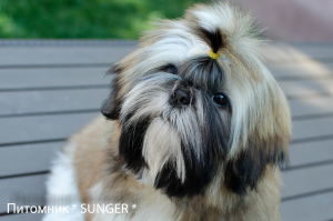 Foto №1. shih tzu - zum Verkauf in der Stadt Krivoy Rog | 500€ | Ankündigung № 4274