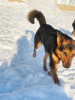 Foto №2 zu Ankündigung № 28103 zu verkaufen mischlingshund - einkaufen Russische Föderation quotient 	ankündigung