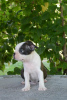 Foto №3. Boston Terrier. Serbien