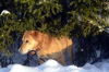 Foto №3. Charlie der Hund. Russische Föderation