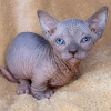 Foto №2 zu Ankündigung № 89765 zu verkaufen sphynx-katze - einkaufen USA züchter