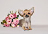 Foto №3. Schönes Zobelbaby. Chihuahua-Junge.. Russische Föderation