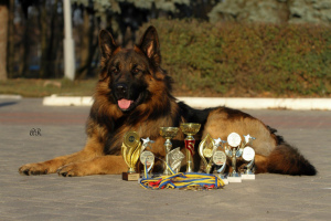 Zusätzliche Fotos: deutscher Schäferhund. bester Welpe mit einem Wurf