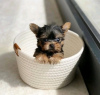 Foto №2 zu Ankündigung № 124093 zu verkaufen yorkshire terrier - einkaufen USA quotient 	ankündigung, züchter