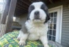 Foto №3. Saint Bernard puppies for sale. Deutschland