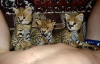 Foto №3. Exotisches Savannah F1 Kätzchen und Servalkatze zu verkaufen. Schweiz