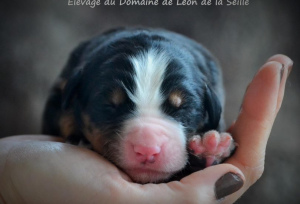 Foto №2 zu Ankündigung № 890 zu verkaufen berner sennenhund - einkaufen Frankreich züchter