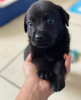 Foto №2 zu Ankündigung № 120845 zu verkaufen labrador retriever - einkaufen Spanien züchter