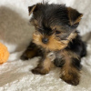 Zusätzliche Fotos: Wunderschöne Yorkshire-Terrier-Welpen zu verkaufen