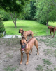 Foto №2 zu Ankündigung № 45284 zu verkaufen rhodesian ridgeback - einkaufen Russische Föderation 