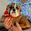 Foto №2 zu Ankündigung № 114390 zu verkaufen englische bulldogge - einkaufen Serbien züchter