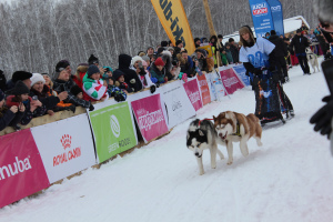 Foto №1. siberian husky - zum Verkauf in der Stadt Nowosibirsk | 319€ | Ankündigung № 6687