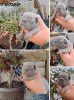 Foto №2 zu Ankündigung № 73043 zu verkaufen französische bulldogge - einkaufen Serbien züchter