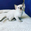 Foto №3. Kätzchen Devon Rex zu verkaufen Business WhatsApp; 37256062792. Finnland