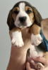 Foto №4. Ich werde verkaufen beagle in der Stadt Chicago. züchter - preis - 379€