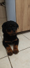 Foto №3. Rottweiler-Welpen. Polen