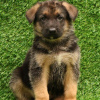 Foto №2 zu Ankündigung № 100241 zu verkaufen deutscher schäferhund - einkaufen Deutschland quotient 	ankündigung, züchter