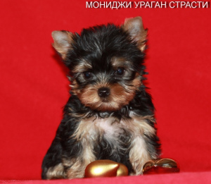 Foto №3. Mini Yorkshire Terrier Jungen. Russische Föderation