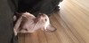 Zusätzliche Fotos: Чистокровные котята канадского сфинкса от Гранд Интерчемпиона.