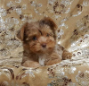Foto №1. yorkshire terrier - zum Verkauf in der Stadt Rock Island | 331€ | Ankündigung № 39675