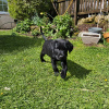 Foto №2 zu Ankündigung № 45234 zu verkaufen labrador retriever - einkaufen Slowakei quotient 	ankündigung