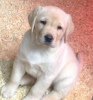 Foto №3. Entzückende Labrador Welpen zu verkaufen.. Deutschland